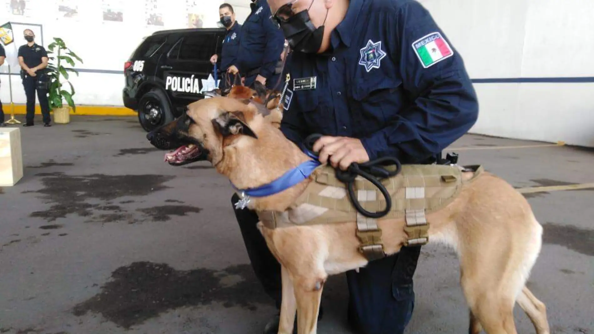 jubilacion k-9 perros (6)